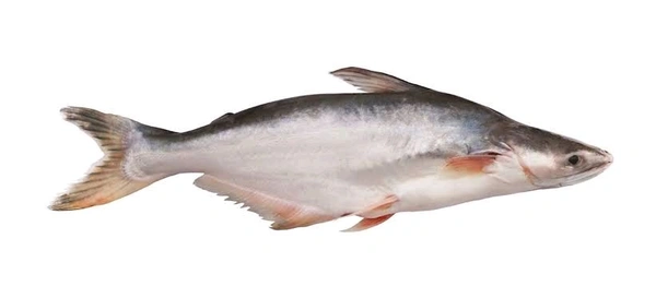 Pangas/Pangasius/जासर/प्यासी मछली - ( 600 gm to 1kg) Live