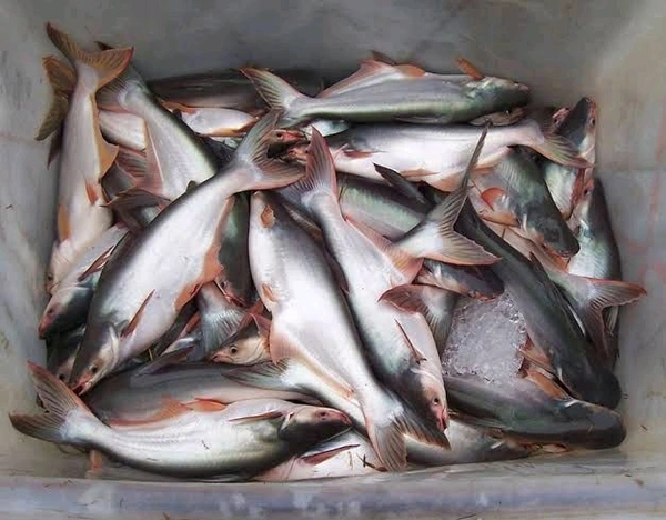 Pangas/Pangasius/जासर/प्यासी मछली - ( 600 gm to 1kg) Live