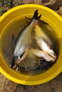 Pangas/Pangasius/जासर/प्यासी मछली - ( 600 gm to 1kg) Live