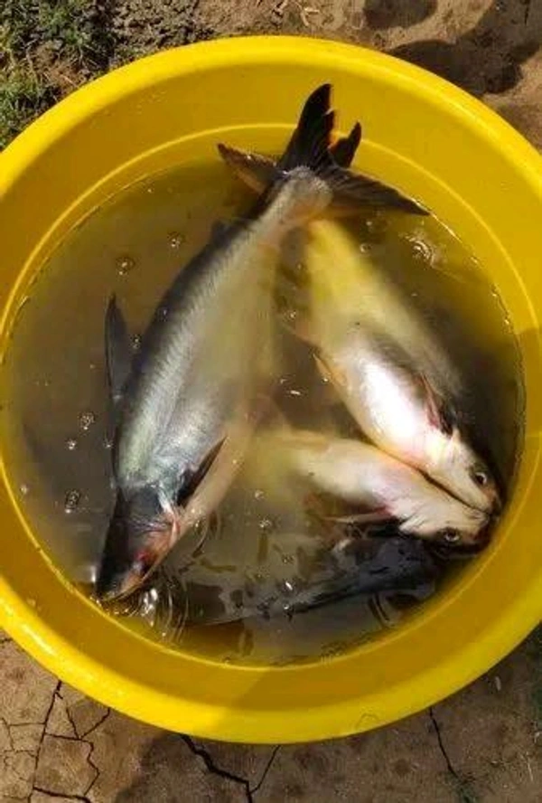 Pangas/Pangasius/जासर/प्यासी मछली - ( 600 gm to 1kg) Live