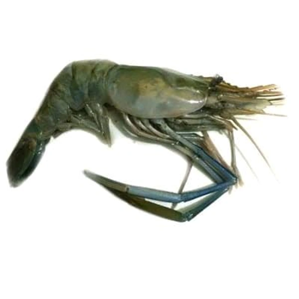 Golda/Big Prawn/Chingri/Shrimp - (120gm to 200gm) Ice