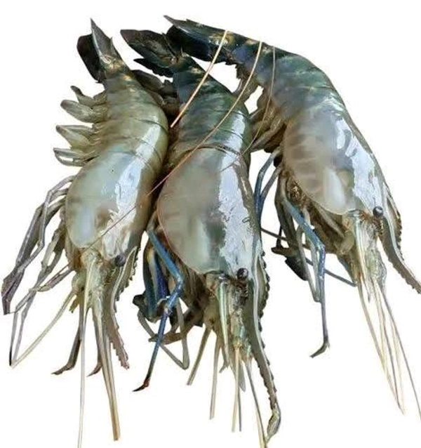 Golda/Big Prawn/Chingri/Shrimp - (120gm to 200gm) Ice