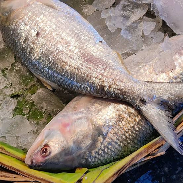 Hilsa Fish (500 gm/pcs Size) - (400 gm to 500 gm ) Ice