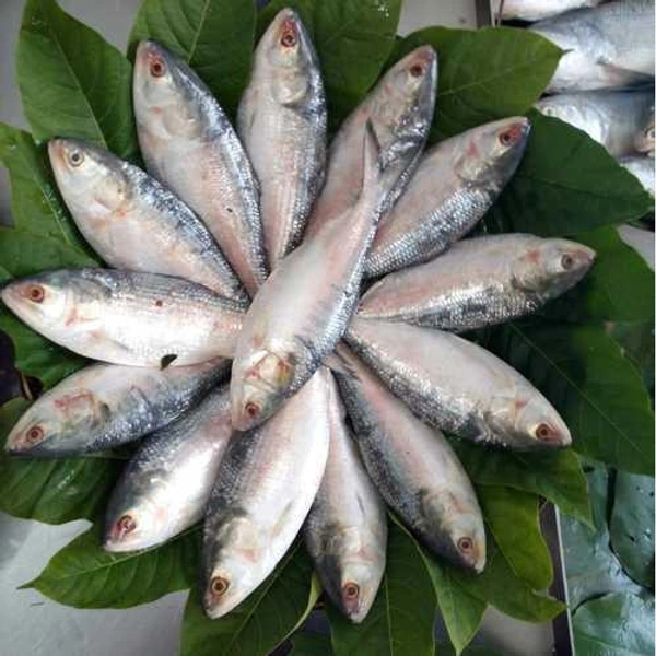 Hilsa Fish (500 gm/pcs Size) - (400 gm to 500 gm ) Ice