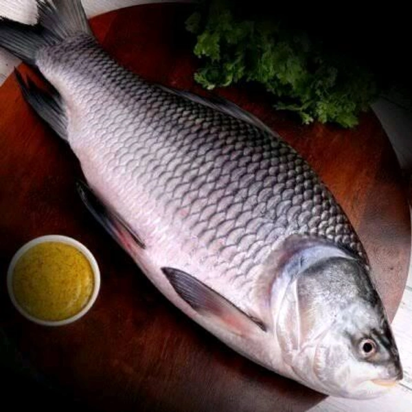 Katla Fish, Live( Zinda) - 2 Kg to 4kg