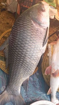 Katla Fish, Live( Zinda) - 2 Kg to 4kg