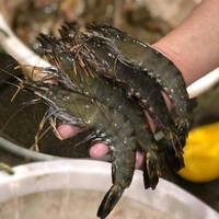 TIGER PRAWNS  - 1 Kg ( 10-12 Counts)