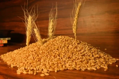 Wheat Seeds