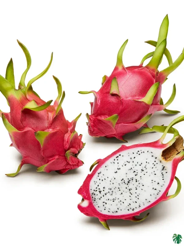 Dragon Fruit - 1pc