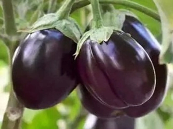 পায়রা তুলি বেগুন ( purple brinjal 500g PAC - 1 প্যাকেট = 500 গ্রাম