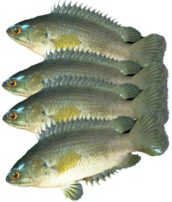 কই মাছ (হাইব্রিড) - 1 প্যাকেট = 500 গ্রাম