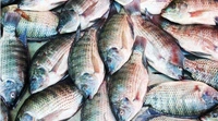 তেলাপিয়া মাছ (Big size) - 500g
