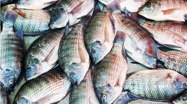 তেলাপিয়া মাছ (Big size) - 500g