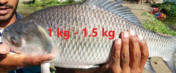 কাতলা মাছ (Big size) - 1 প্যাকেট = 500 গ্রাম