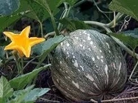 Pumkin ( কুমড়ো) - 500g