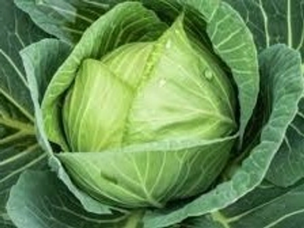 বাধাকপি (Cabbage) - 1 pack = 500 gram
