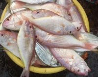Vola Fish (ভোলা মাছ) - 1 প্যাকেট = 500 গ্রাম