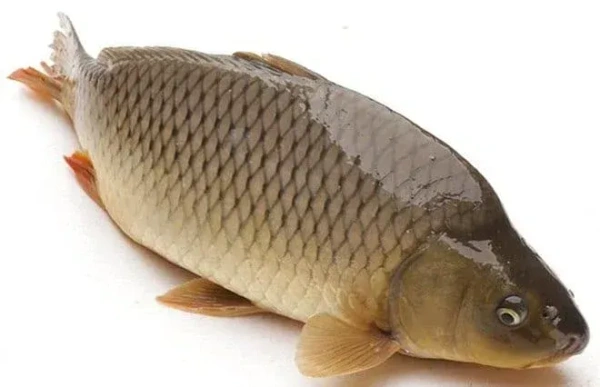 সাইপোন মাছ (saipon Fish) - 1 প্যাকেট = 500 গ্রাম