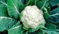ফুলকপি (Cauliflower) - 1 প্যাকেট = 500 গ্রাম