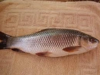 রুই মাছ (Big Size) - 1 প্যাকেট = 500 গ্রাম