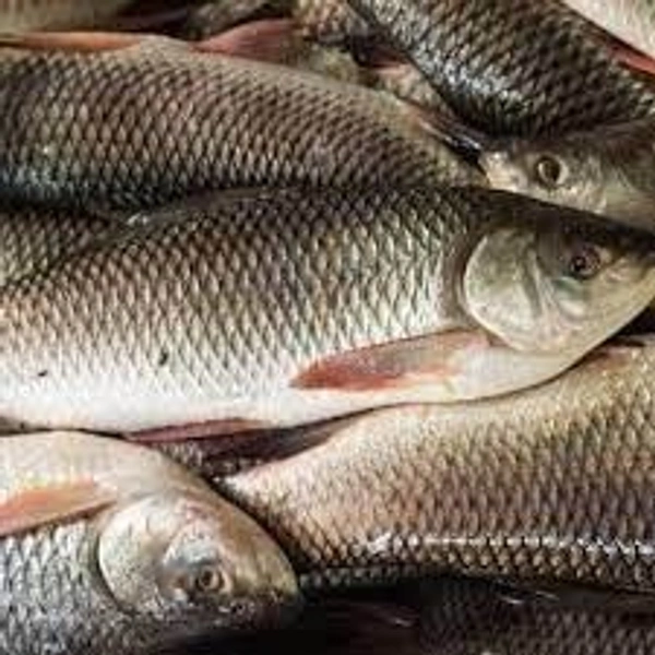 রুই মাছ (Big Size) - 1 প্যাকেট = 500 গ্রাম