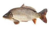 সাইপোন মাছ (saipon Fish) - 1 প্যাকেট = 500 গ্রাম