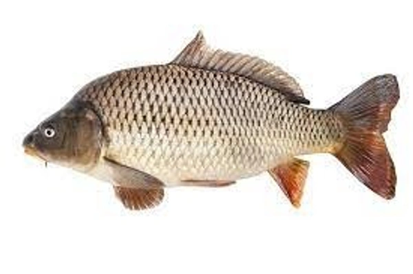 সাইপোন মাছ (saipon Fish) - 1 প্যাকেট = 500 গ্রাম