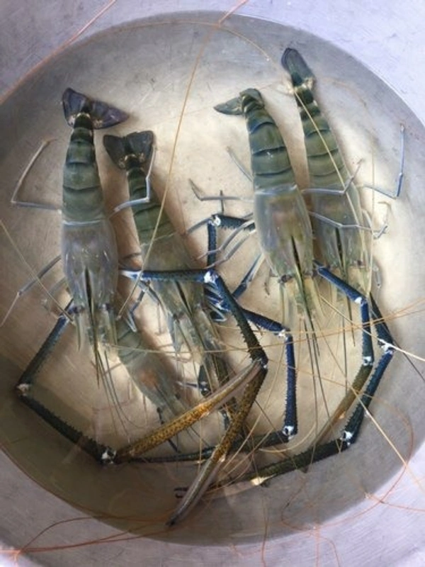 মোচা চিংড়ি (Prawn) - 1 প্যাকেট = 250 গ্রাম