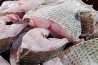 তেলাপিয়া মাছ (Big size) - 500g