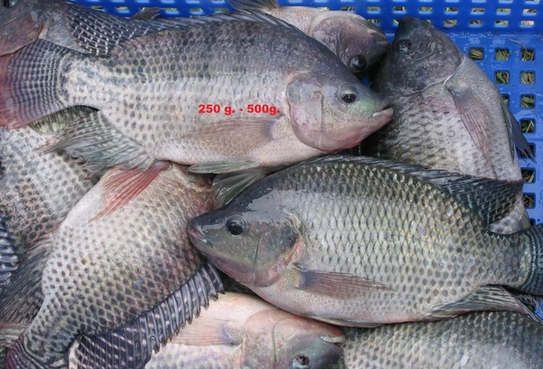 তেলাপিয়া মাছ (Big size) - 500g