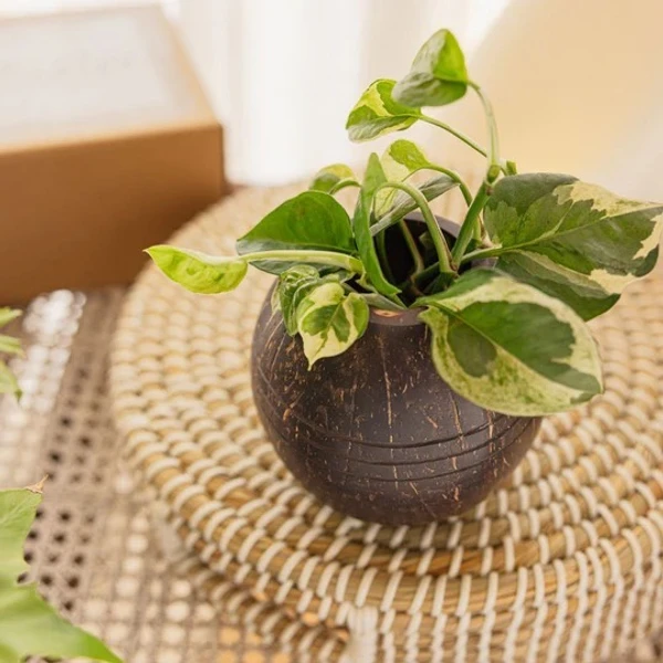 Planter - 03 Triple line Coconut Planter | Indoor Plants, Succulents (1 Pot)