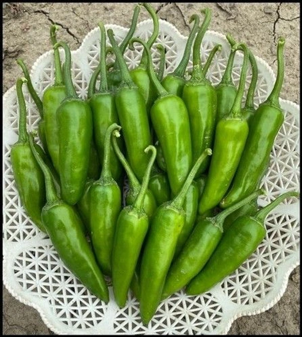 Organic Green Chilli Desi (Lonka) @ 100 Grams