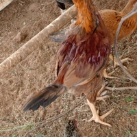 Natukodi Chicken