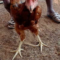 Natukodi Chicken