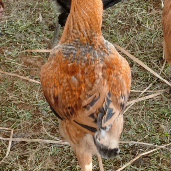 Natukodi Chicken
