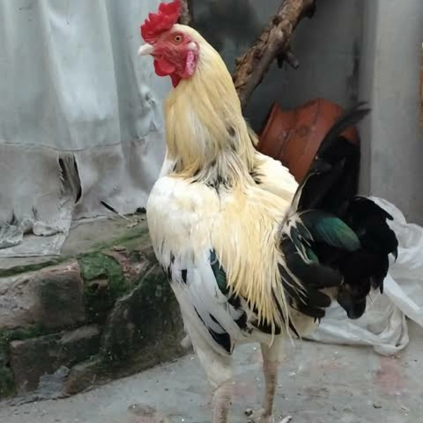 Natukodi Chicken Live
