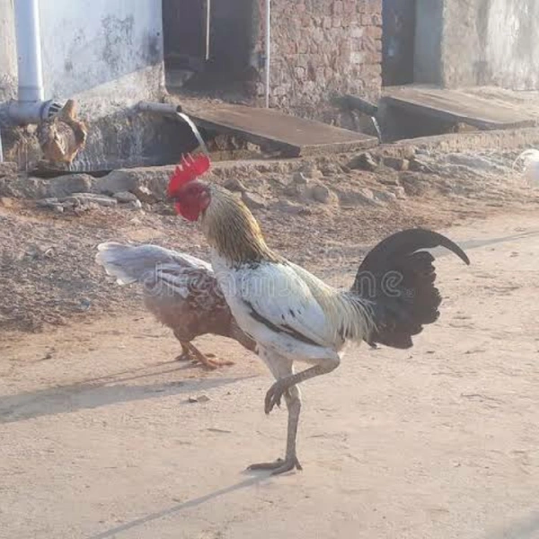 Natukodi Chicken Live