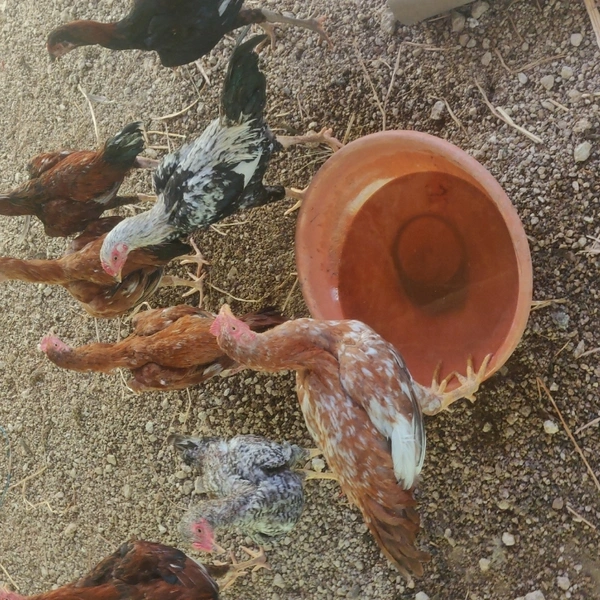 Natukodi Chicken Live