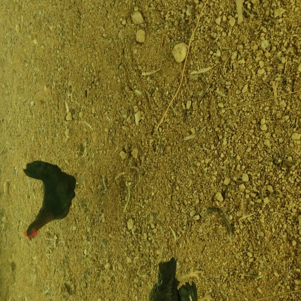 Natukodi Chicken Live