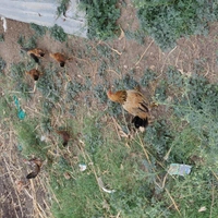 Natukodi Chicken Live