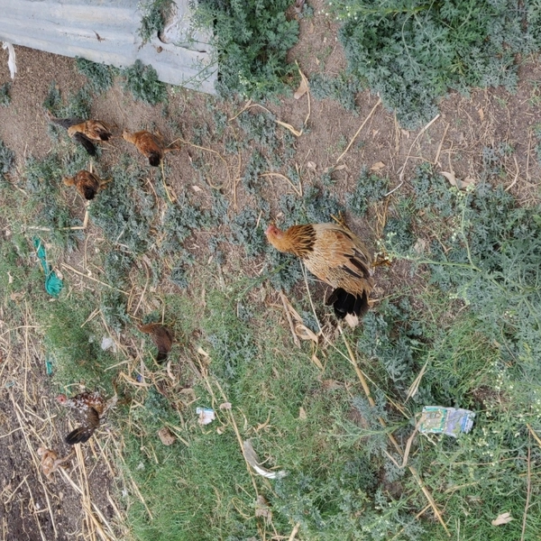 Natukodi Chicken Live