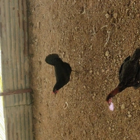 Natukodi Chicken Live