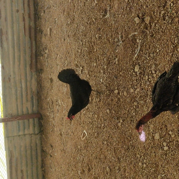 Natukodi Chicken Live