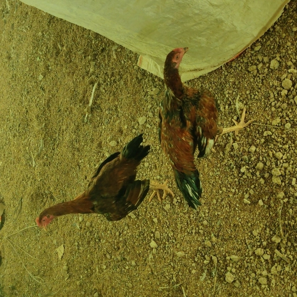 Natukodi Chicken Live