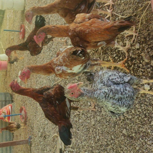 Natukodi Chicken Live