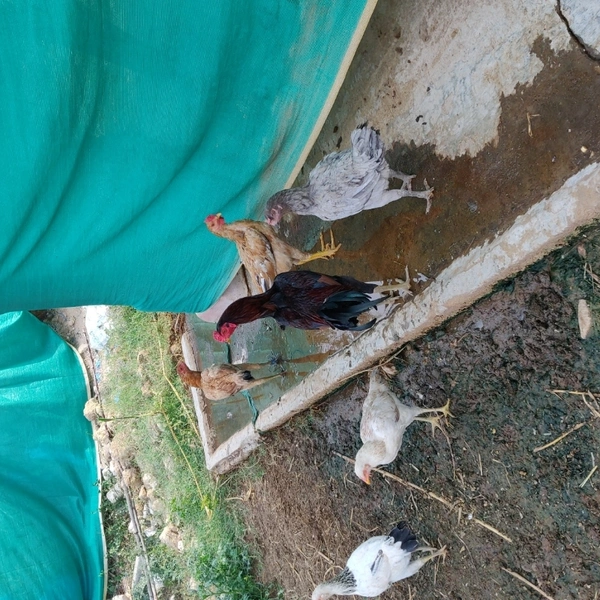 Natukodi Chicken Live