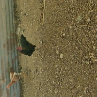 Natukodi Chicken Live