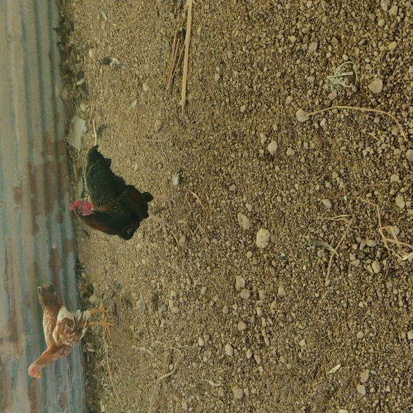 Natukodi Chicken Live