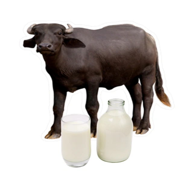 Buffalo Milk