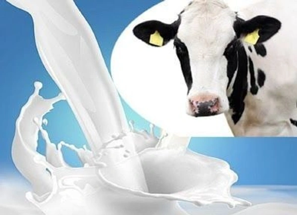 Cow Milk